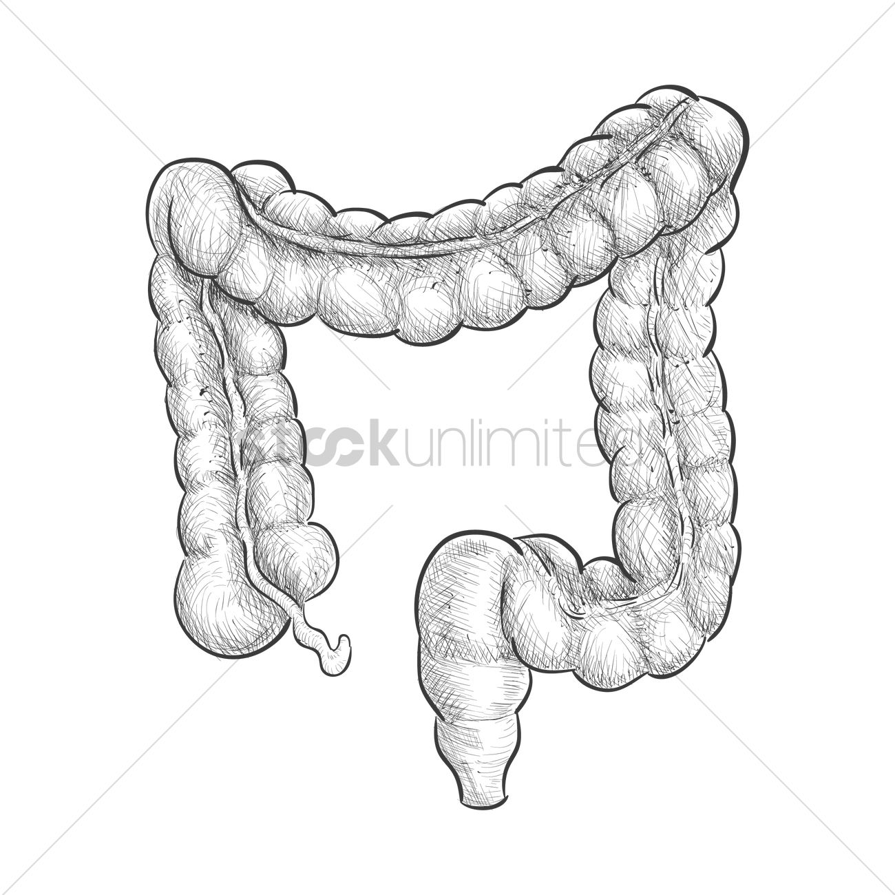 1300x1300 Intestine Vector Image - Large Intestine Drawing