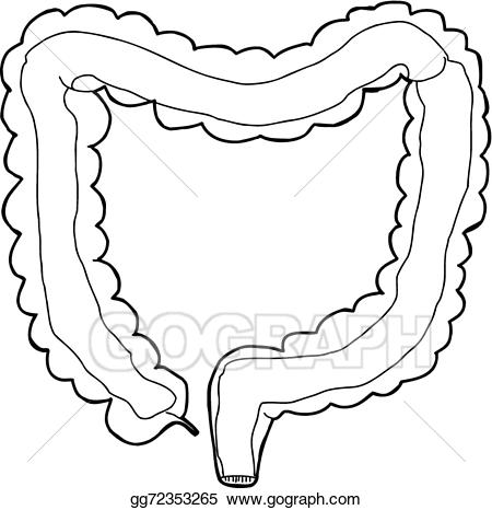 450x466 Large Intestine Cliparts Free Download Clip Art - Large Intestine Drawing