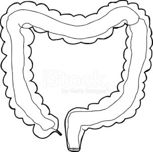 302x300 Large Intestine Interior Outline Stock Vectors - Large Intestine Drawing