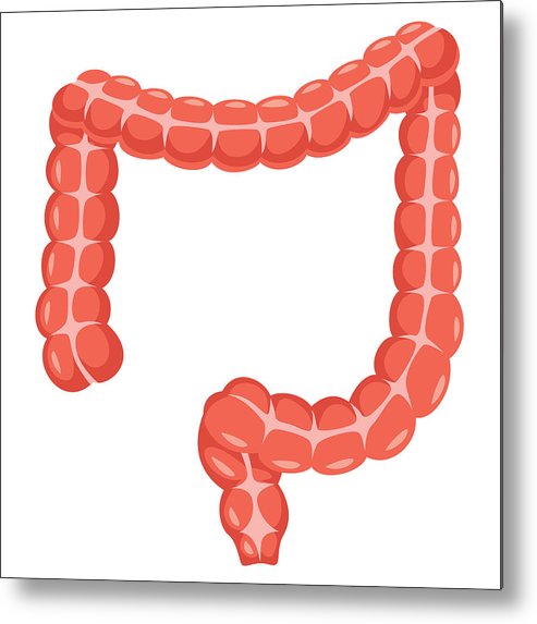 493x573 Large Intestine Vector Illustration Metal Print - Large Intestine Drawing