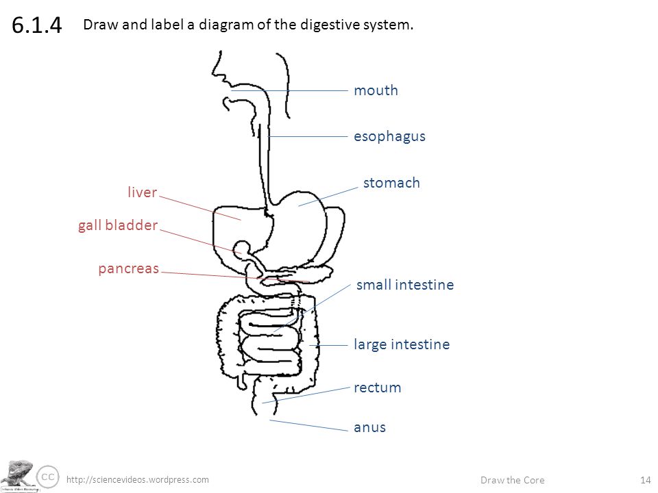 960x720 bacteria drawing large intestine for free download - Large Intestine Drawing