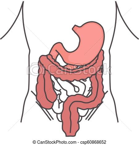 450x468 Stomach And Large Intestine Of A Person Anatomy Vector Illustration - Large Intestine Drawing