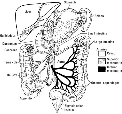 426x400 the physiology of the small and large intestines - Large Intestine Drawing