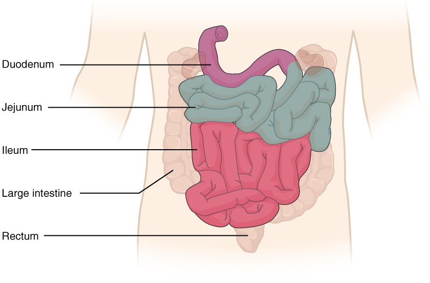 839x552 the small and large intestines anatomy and physiology ii - Large Intestine Drawing