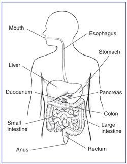 250x322 The Digestive System With Sections Labeled Mouth, Esophagus - Large Intestine Drawing