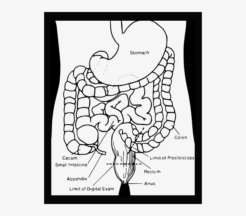 820x720 Also Call The Large Intestine, The Colon Is The Last - Large Intestine Drawing
