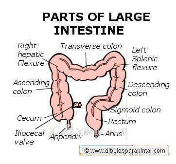362x337 The Intestine Parts - Large Intestine Drawing
