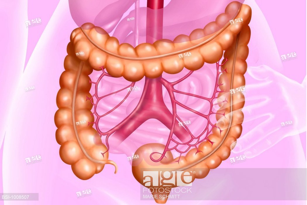 1050x700 Colon, Drawing The Colon And Its Vascularization The Large - Large Intestine Drawing