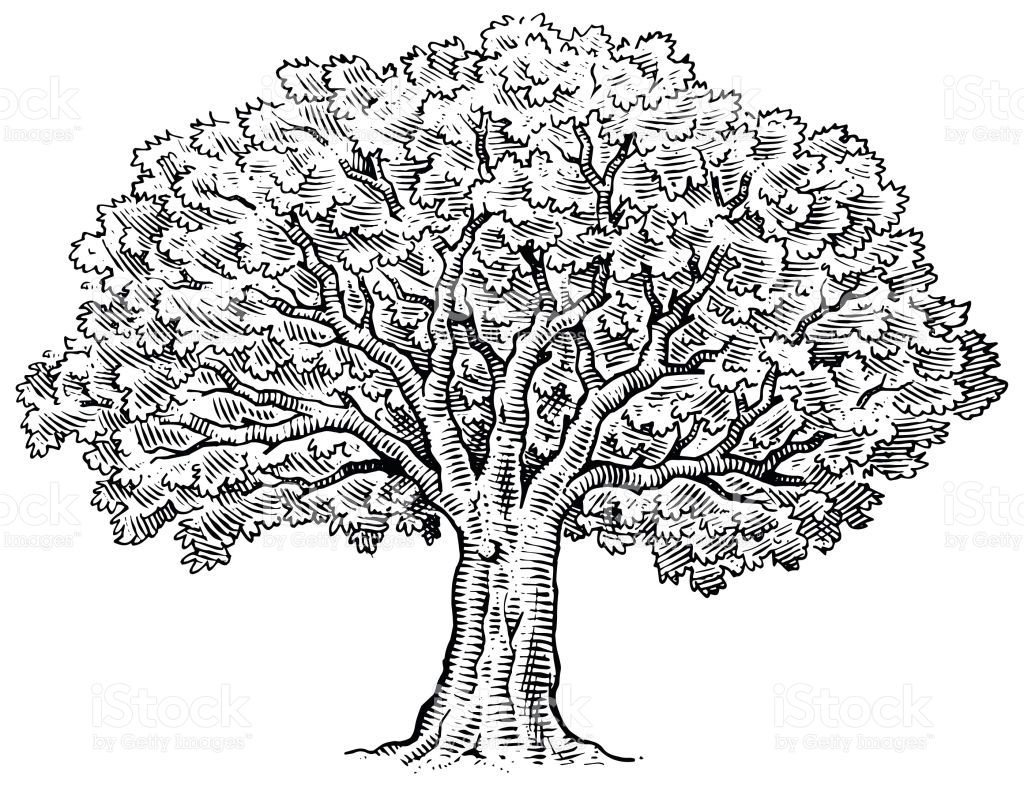 Large Tree Drawing at Explore collection of Large