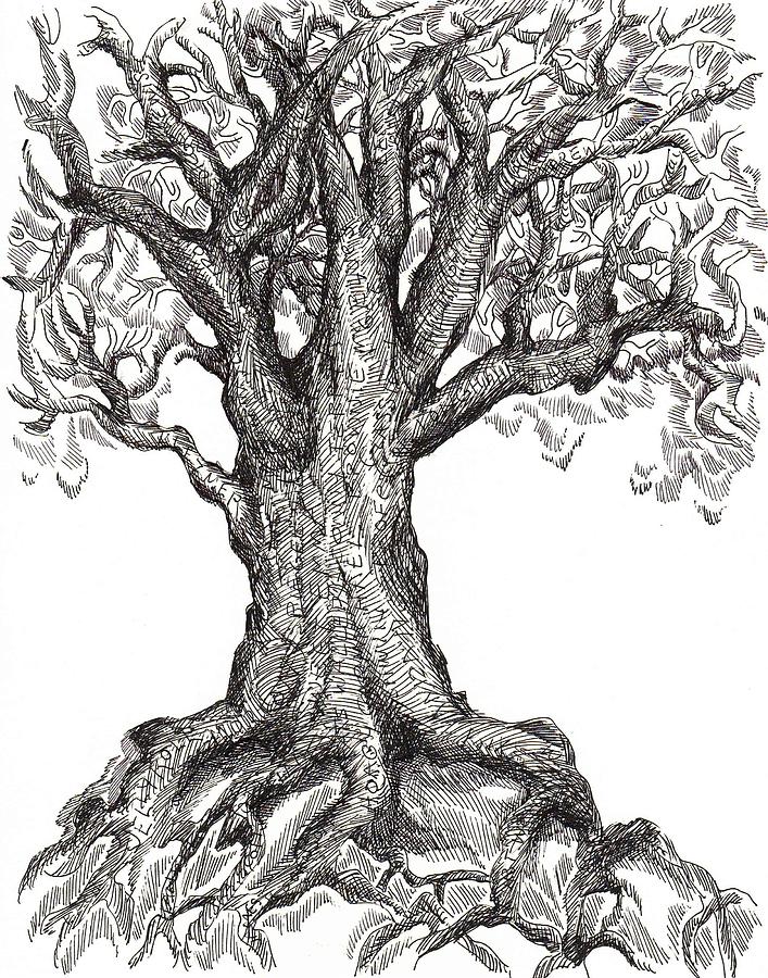 707x900 Musical Roots Drawing - Large Tree Drawing