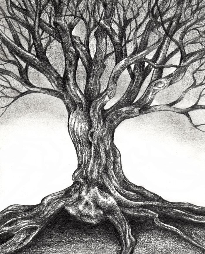 700x867 Pencil Sketches Of Trees Gnarly Tree Drawing Sophia Shuvalova - Large Tree Drawing