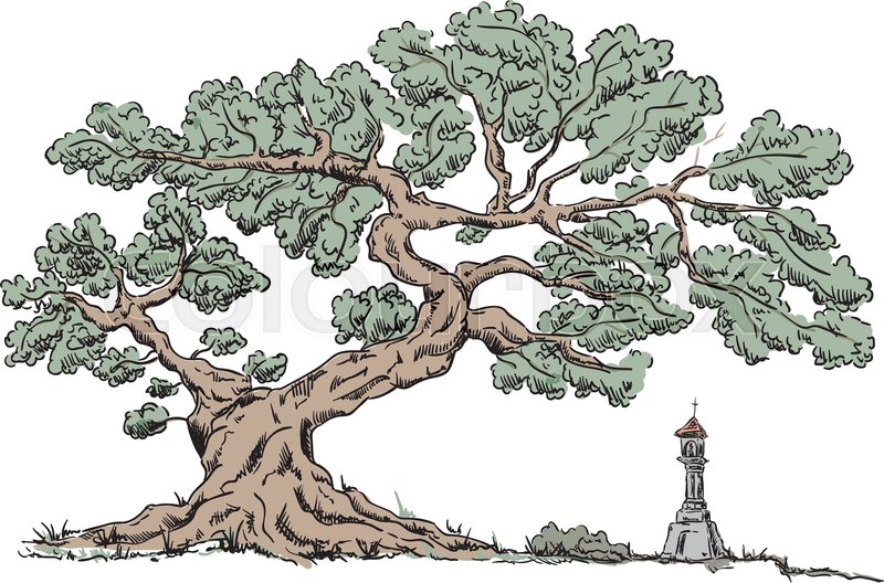 800x528 Vector - Large Tree Drawing