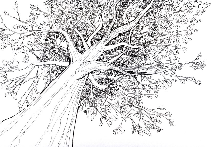 824x575 Tree Drawings For Kids - Large Tree Drawing