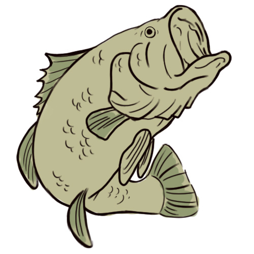 500x500 how to draw a bass steps - Largemouth Bass Drawing
