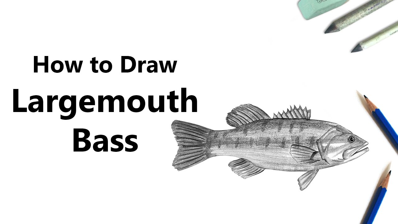 1280x720 how to draw a largemouth bass with pencils - Largemouth Bass Drawing