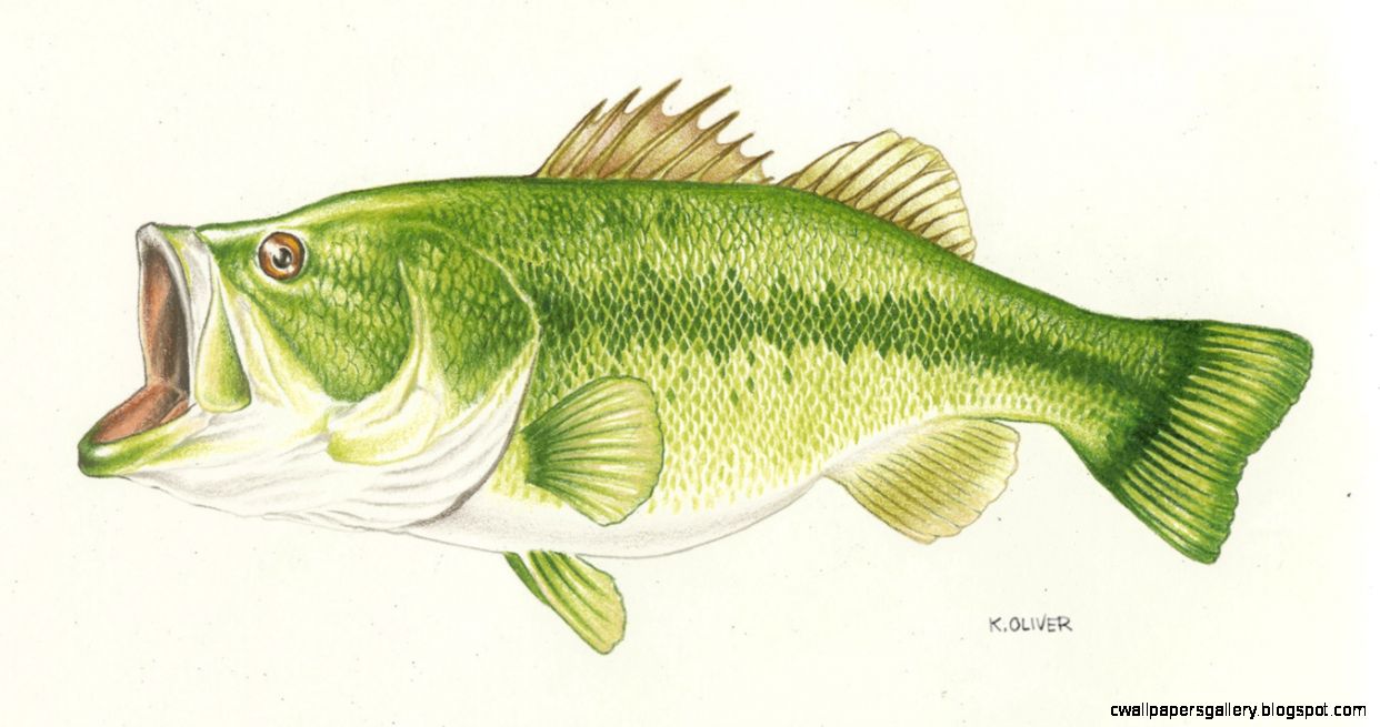 1242x655 largemouth bass drawing color wallpapers gallery - Largemouth Bass Drawing
