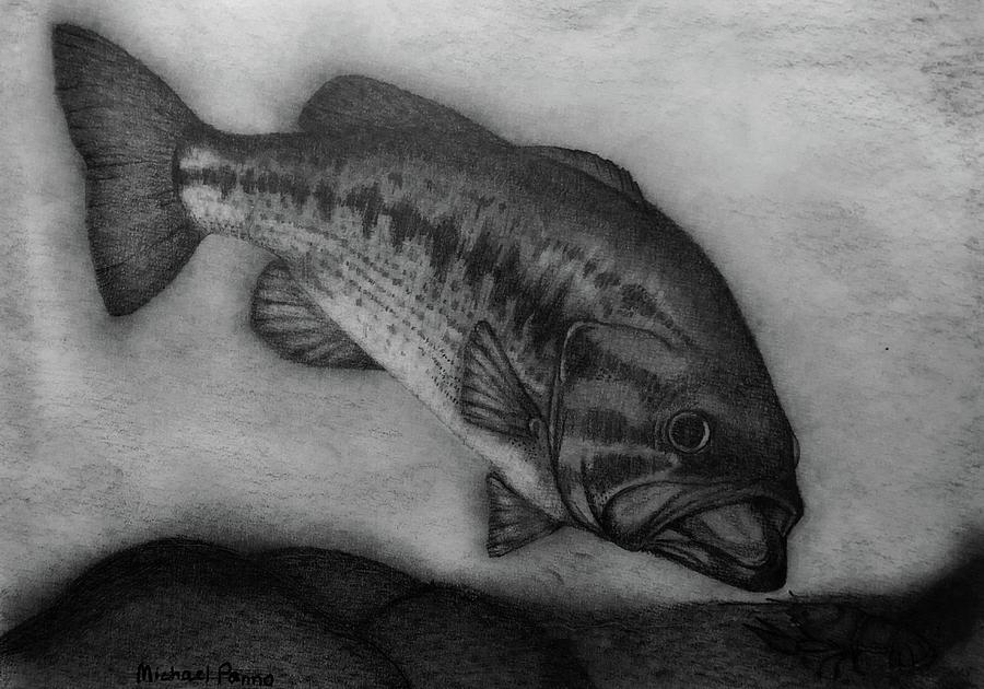 900x630 largemouth bass drawing - Largemouth Bass Drawing