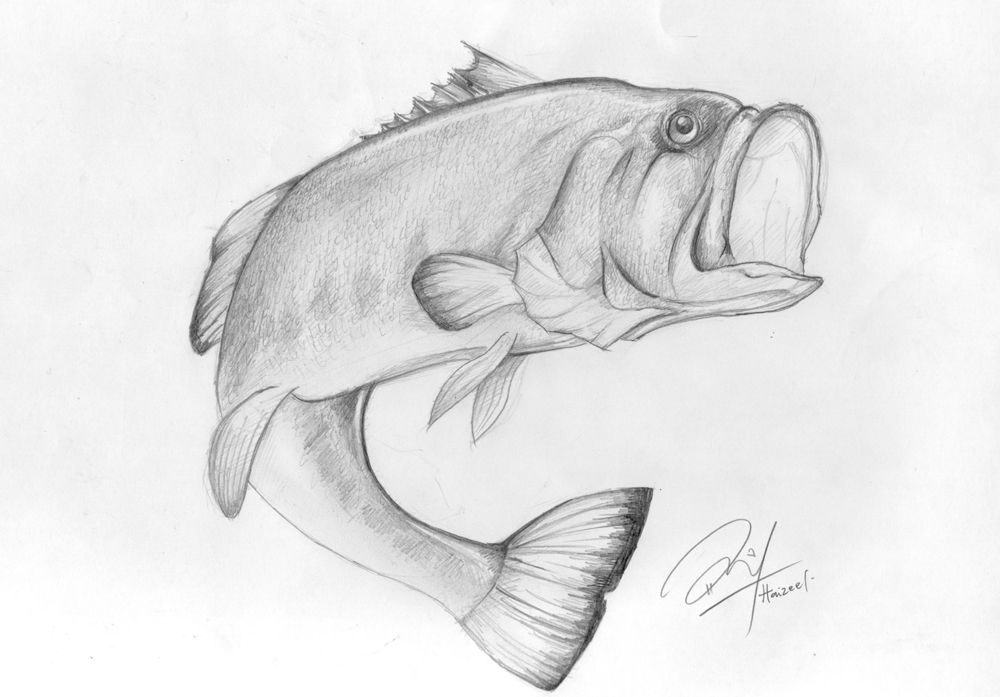 1000x697 largemouth bass sketch - Largemouth Bass Drawing