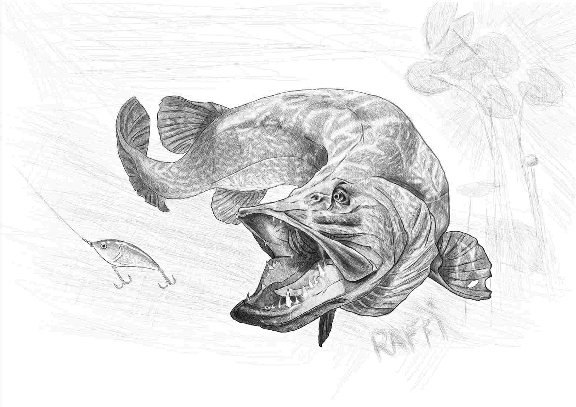 1900x1343 a bass steps with pictures wikihowrhwikihowcom kentucky lake big - Largemouth Bass Drawing