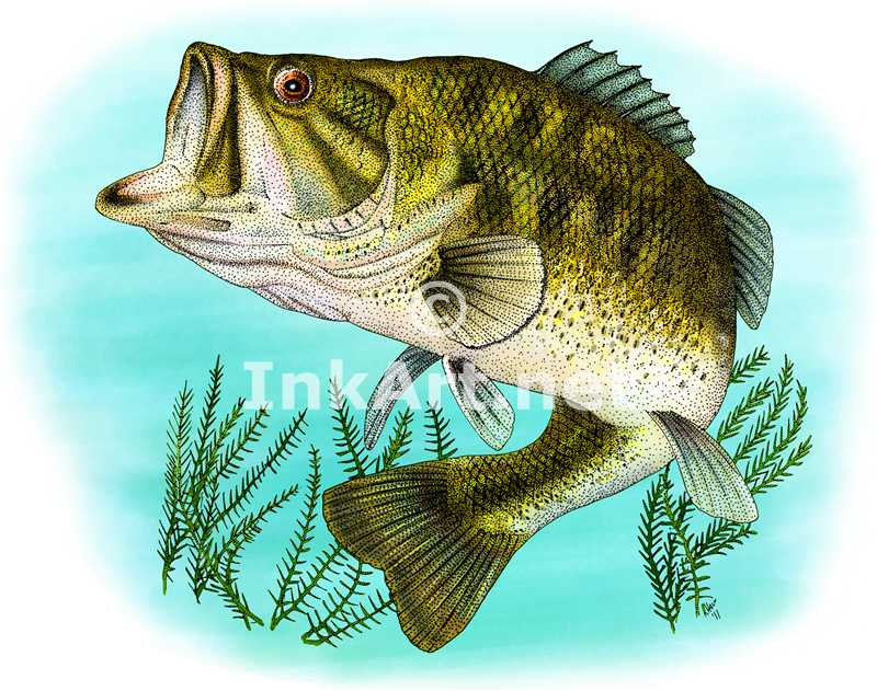 800x631 largemouth bass drawing largemouth bass fine art drawing - Largemouth Bass Drawing