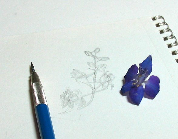 587x458 holly's daily draw larkspur - Larkspur Drawing