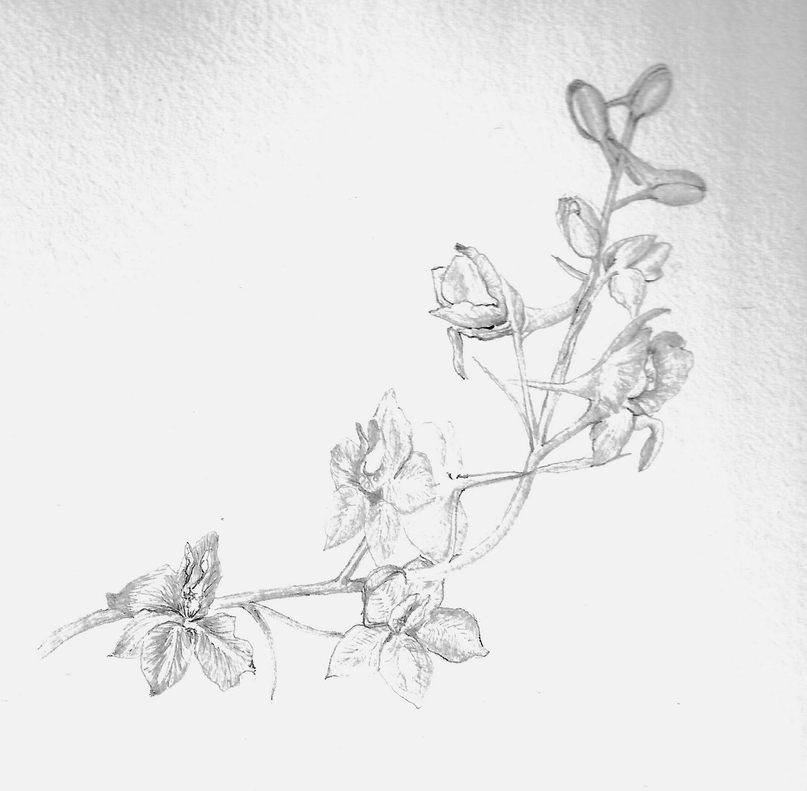 1600x1567 huge collection of 'larkspur drawing' download more than - Larkspur Drawing