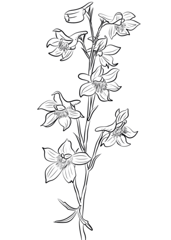 343x480 image result for larkspur flower line drawing stamp carving - Larkspur Drawing