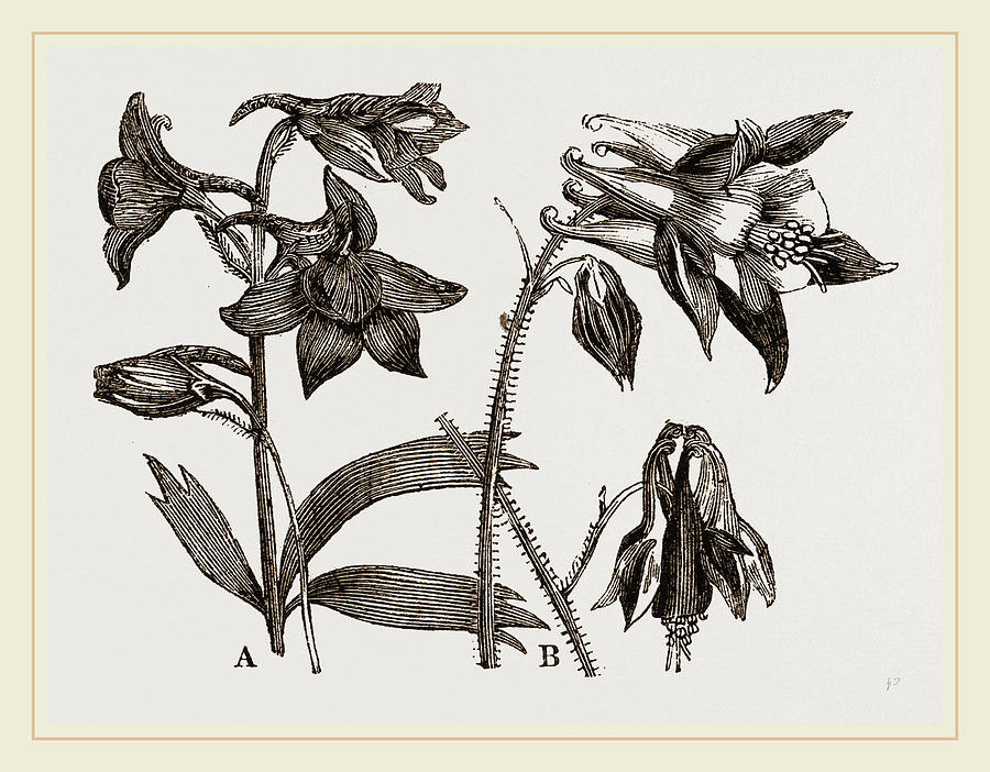 900x702 larkspur and columbine drawing - Larkspur Drawing