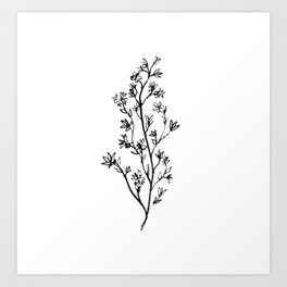264x264 larkspur art prints - Larkspur Drawing