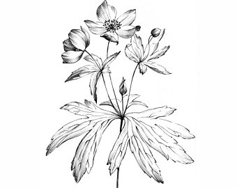 Larkspur Drawing at PaintingValley.com | Explore collection of Larkspur