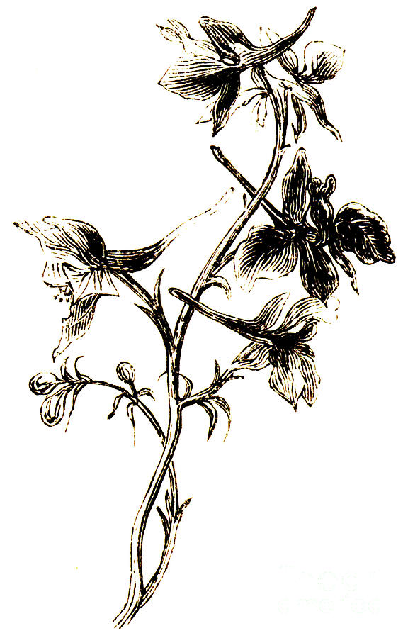 576x900 larkspur drawing - Larkspur Drawing