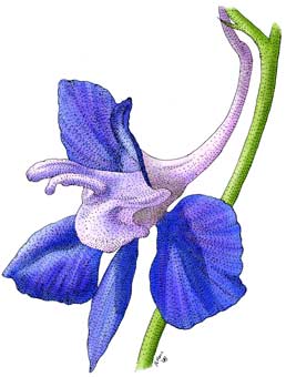 258x340 larkspur flower stock art illustration - Larkspur Drawing