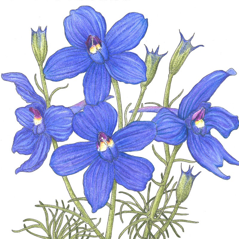 Larkspur Drawing at Explore collection of Larkspur