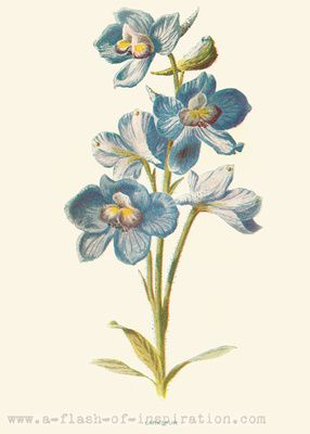 286x400 ink botanical illustration, botanical - Larkspur Drawing