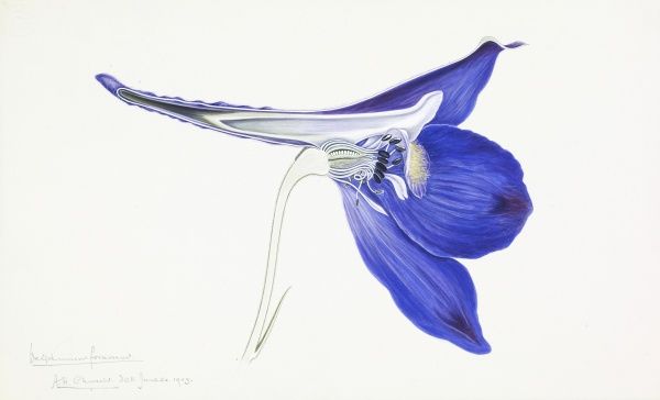 600x364 prints of hardy larkspur - Larkspur Drawing