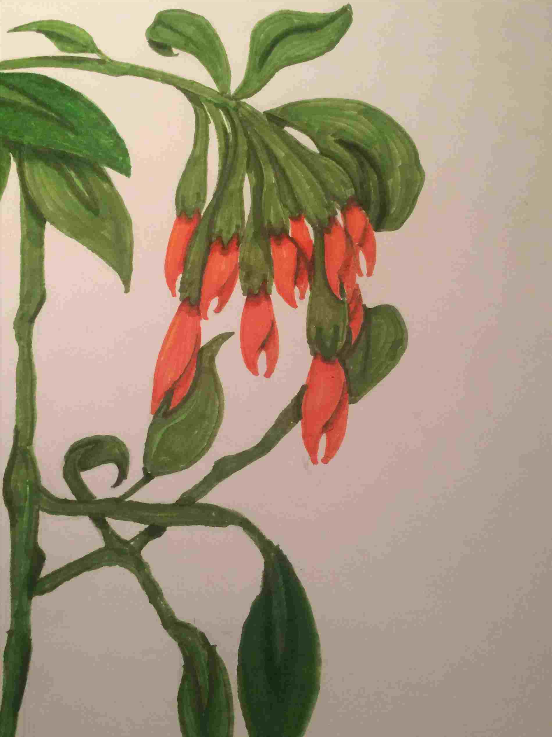 1899x2533 art u practice of botanical drawing roll onlinerhrollmagazinecom - Larkspur Drawing