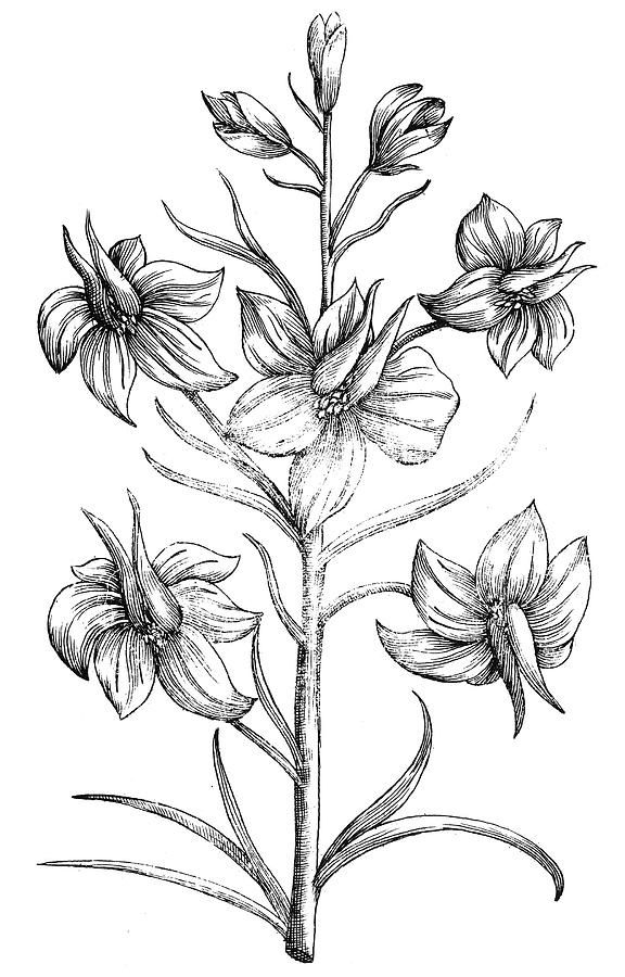 576x900 black and white drawing larkspur flower - Larkspur Drawing