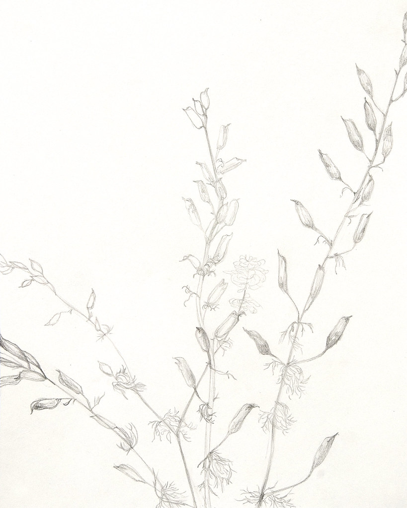 819x1024 from my garden a is for anika - Larkspur Drawing