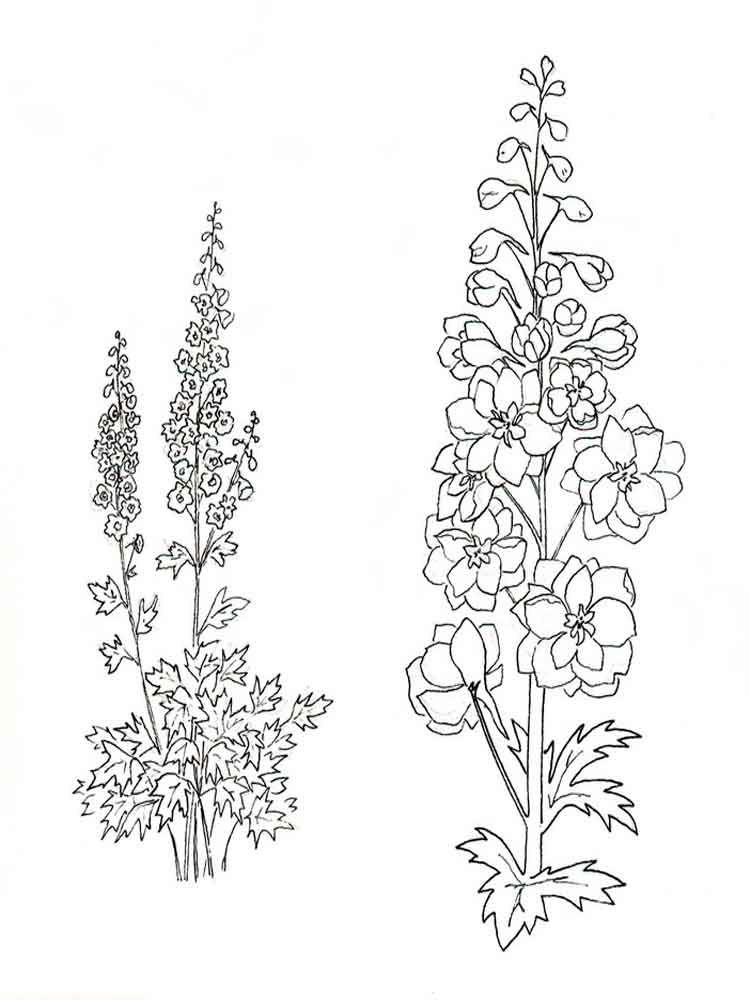 750x1000 july - Larkspur Drawing