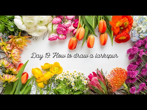 480x360 day how to draw a larkspur flower - Larkspur Drawing