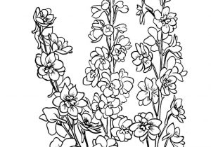 Larkspur Flower Drawing at PaintingValley.com | Explore collection of