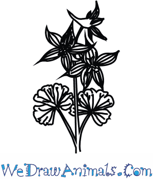 300x350 how to draw a larkspur flower - Larkspur Flower Drawing