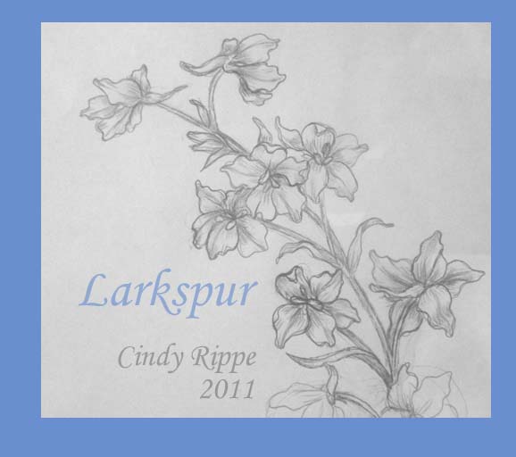 578x512 huge collection of 'larkspur drawing' download more than - Larkspur Flower Drawing