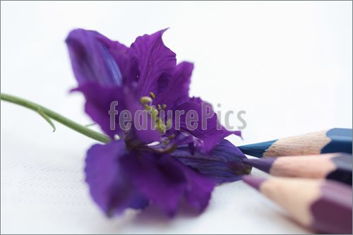 500x333 image of drawing delphinium or larkspur - Larkspur Flower Drawing
