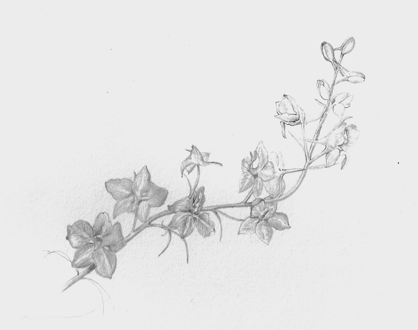 Larkspur Flower Drawing - Bilscreen