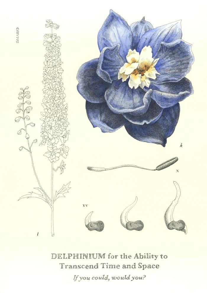 Larkspur Flower Drawing at Explore collection of