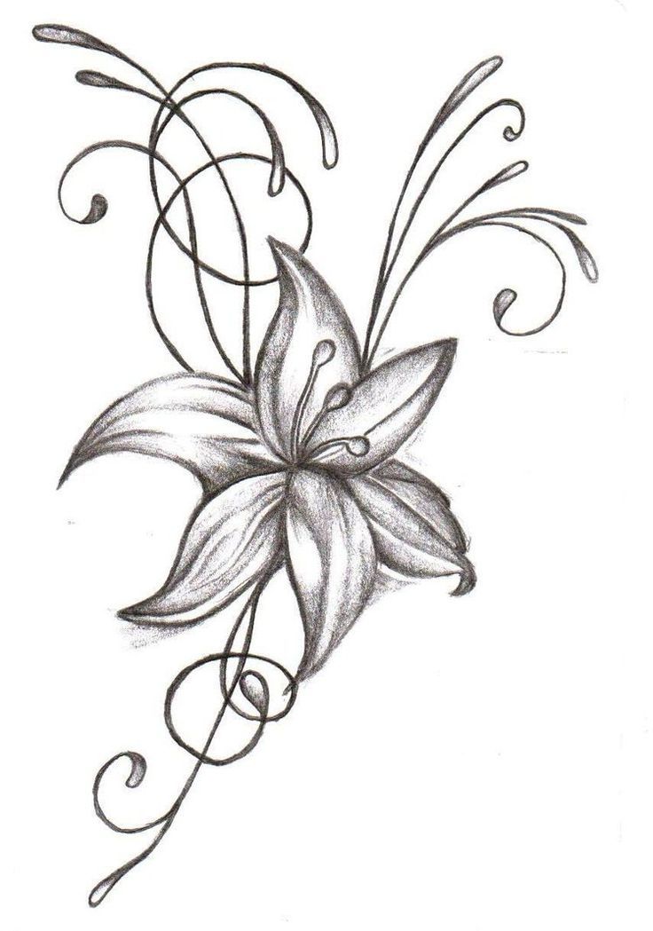 736x1049 larkspur flower drawing at com free for personal us on dry flower - Larkspur Flower Drawing