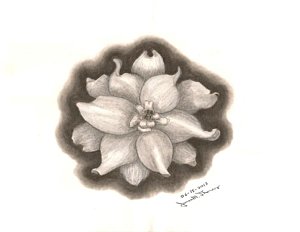 300x232 larkspur flower drawings fine art america - Larkspur Flower Drawing