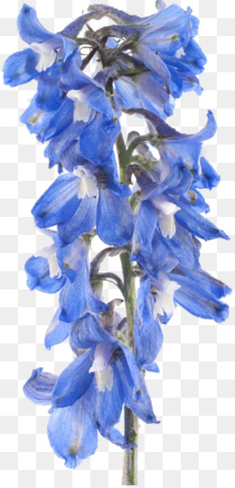 260x540 larkspur flower png - Larkspur Flower Drawing