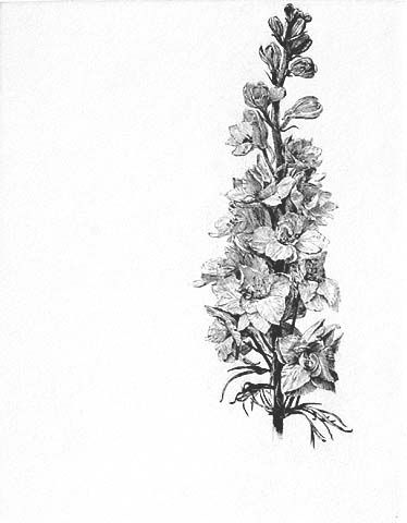 Featured image of post Larkspur Flower Drawing